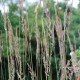 CALAMAGROSTIS x acutiflora 'Karl Foerster'