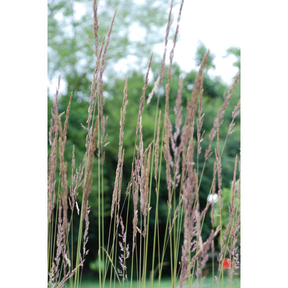 CALAMAGROSTIS x acutiflora 'Karl Foerster'