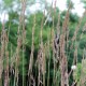 CALAMAGROSTIS x acutiflora 'Karl Foerster'