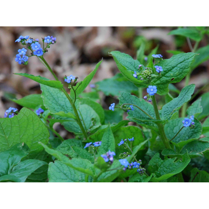 BRUNNERA macrophylla