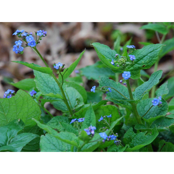 BRUNNERA macrophylla