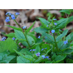 BRUNNERA macrophylla