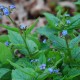 BRUNNERA macrophylla