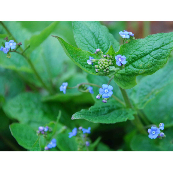 BRUNNERA macrophylla