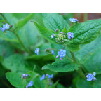 BRUNNERA macrophylla