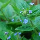 BRUNNERA macrophylla