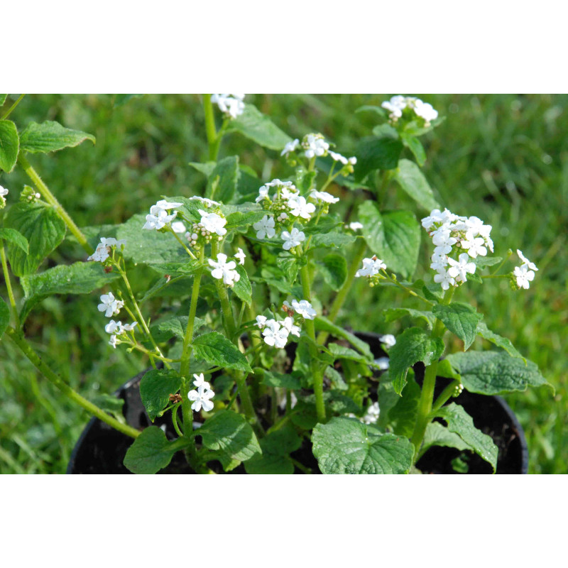 Brunnera macrophylla 'Betty Bowring' Brunnera macrophylla 'Betty Bowring'