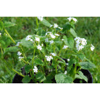 Brunnera macrophylla 'Betty Bowring' Brunnera macrophylla 'Betty Bowring'