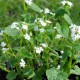 Brunnera macrophylla 'Betty Bowring'