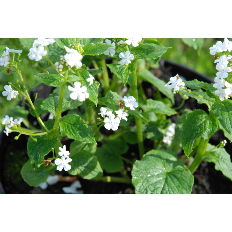 Brunnera macrophylla 'Betty Bowring' Brunnera macrophylla 'Betty Bowring'