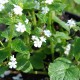 Brunnera macrophylla 'Betty Bowring'