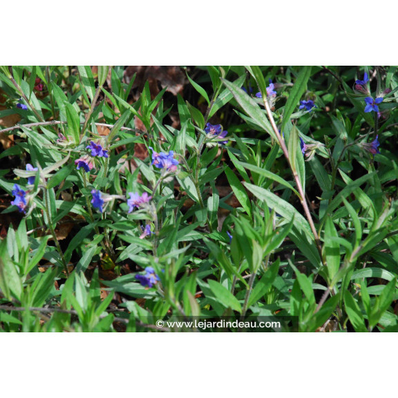 BUGLOSSOIDES purpurocaerulea