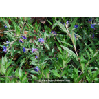 BUGLOSSOIDES purpurocaerulea