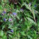 BUGLOSSOIDES purpurocaerulea