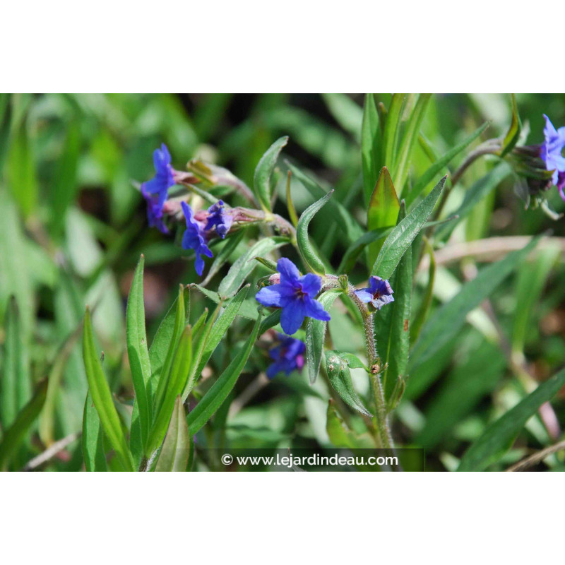 BUGLOSSOIDES purpurocaerulea