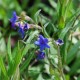 BUGLOSSOIDES purpurocaerulea