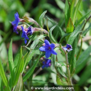 BUGLOSSOIDES purpurocaerulea