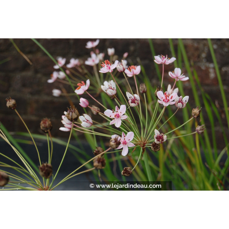 BUTOMUS umbellatus BUTOMUS umbellatus