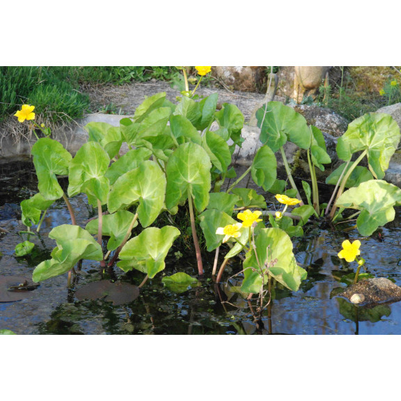 CALTHA polypetala