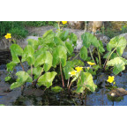 CALTHA polypetala