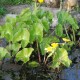 CALTHA polypetala