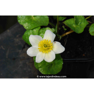 CALTHA palustris \'Alba\'