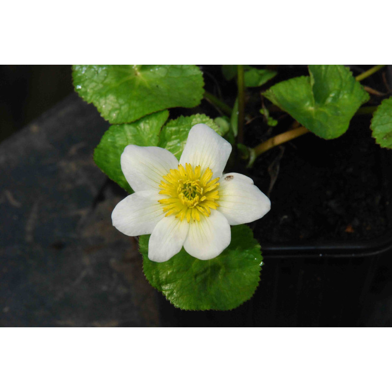 CALTHA palustris 'Alba'