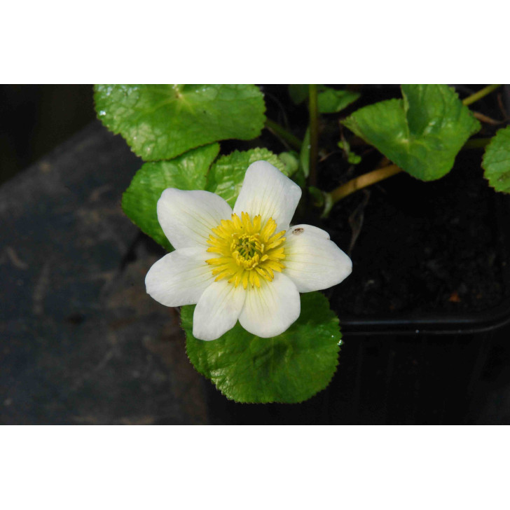 CALTHA palustris 'Alba'