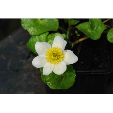 CALTHA palustris \'Alba\'