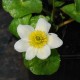 CALTHA palustris 'Alba'