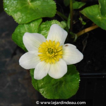 CALTHA palustris &#039;Alba&#039;