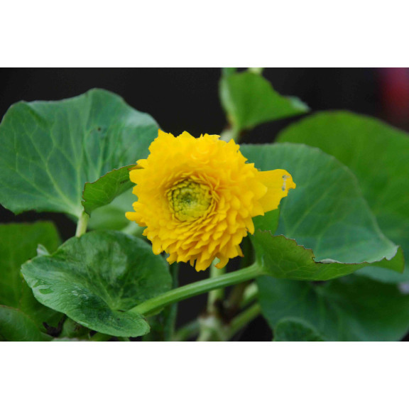 CALTHA palustris 'Multiplex'
