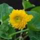 CALTHA palustris 'Multiplex'