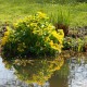 CALTHA palustris