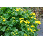 CALTHA palustris