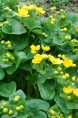 CALTHA palustris