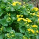 CALTHA palustris