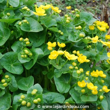 CALTHA palustris