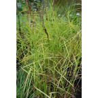 CAREX muskingumensis
