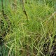 CAREX muskingumensis