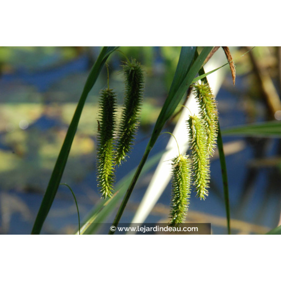 CAREX pseudocyperus