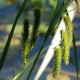 CAREX pseudocyperus