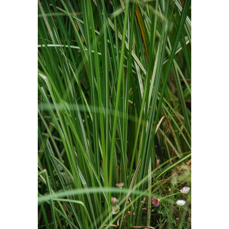 CAREX riparia 'Variegata'