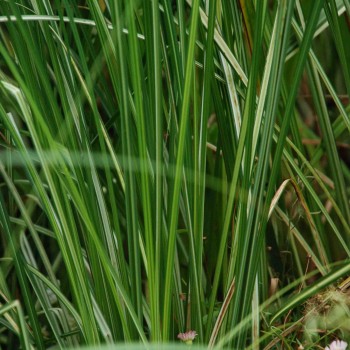 CAREX riparia &#039;Variegata&#039;