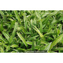CAREX siderosticha \'Variegata\'