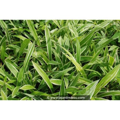 CAREX siderosticha \'Variegata\' - la&icirc;che
