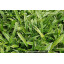 CAREX siderosticha \'Variegata\'