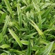 Carex siderosticha 'Variegata'