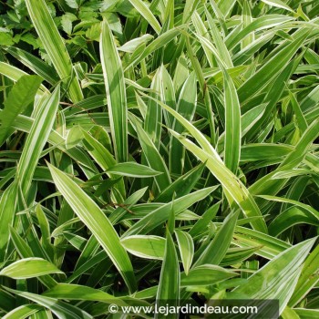 Carex siderosticha &#039;Variegata&#039;