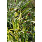 CHASMANTHIUM latifolium